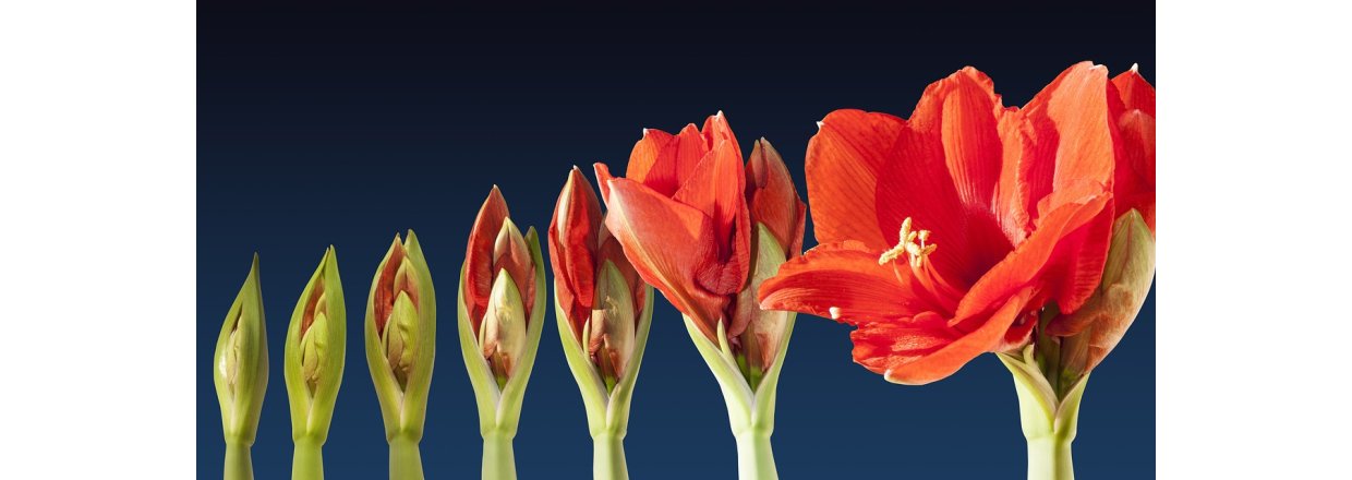 Drivning af Tazetter og Amaryllis