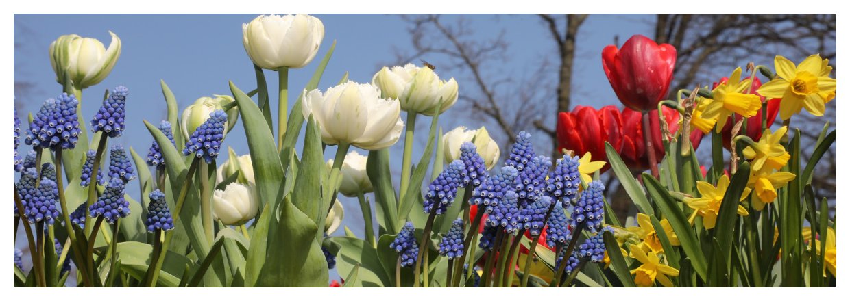 Restpartier af tulipaner, p�skeliljer og andre blomsterl�g