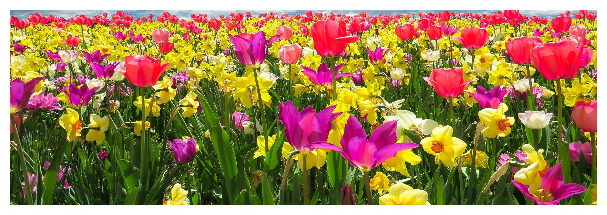 Restpartier af tulipaner, p�skeliljer og andre blomsterl�g