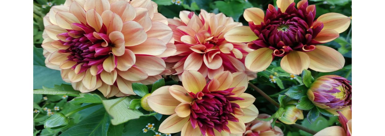 Dahliaknolde - Forsalget er startet!