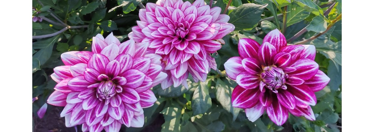 Dahliaknolde - Forsalget er startet!