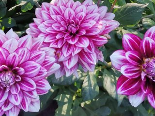 Dahliaknolde - Forsalget er startet!