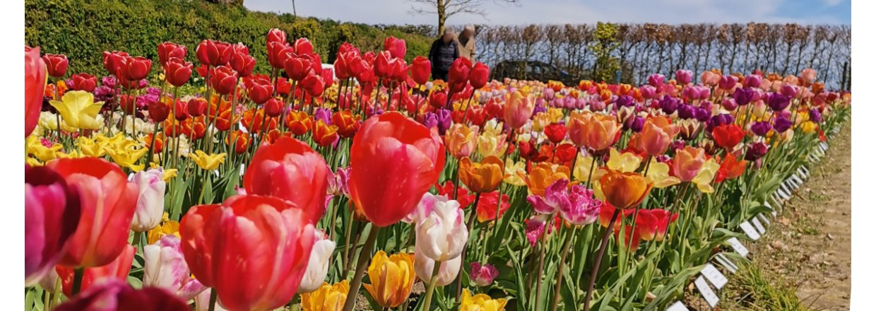 Blomsterlg til forrets blomsterglder!