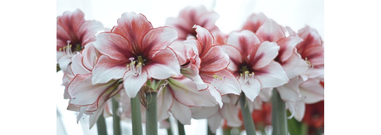 Drivning af Tazetter og Amaryllis