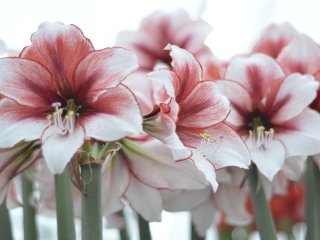 Drivning af Tazetter og Amaryllis
