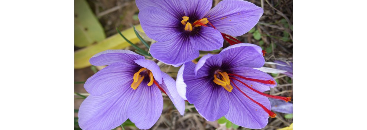 Sommer er tid for Safrankrokus