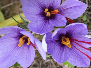 Sommer er tid for Safrankrokus