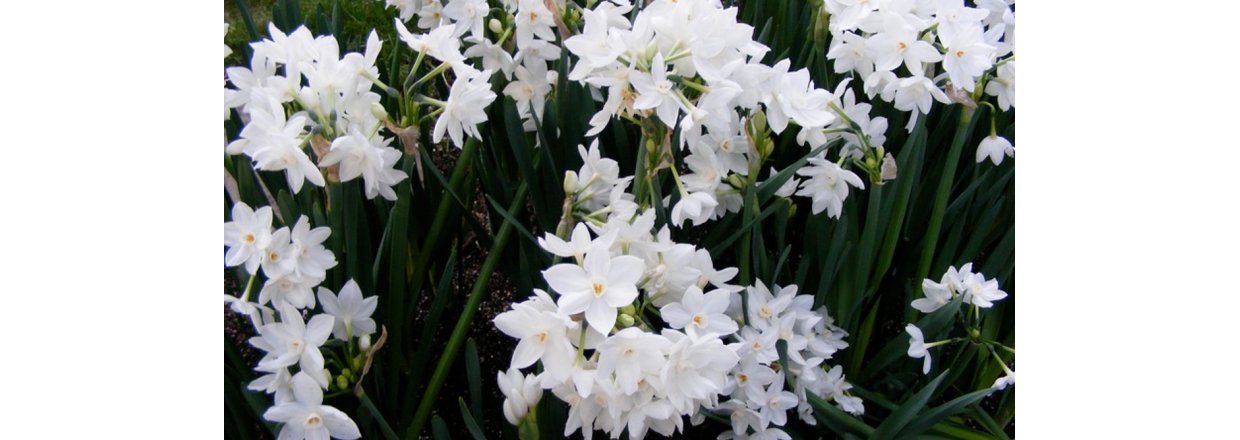 Drivning af Tazetter og Amaryllis