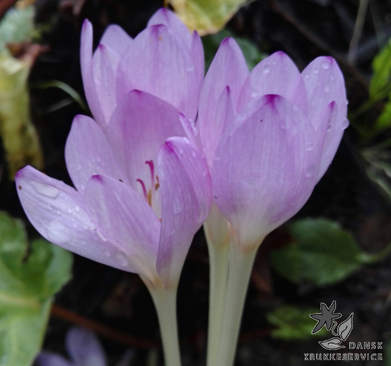 Efterårsblomstrende løg