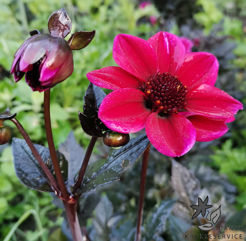 Mørkbladet Georginer