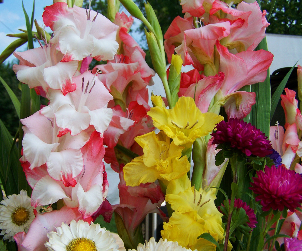Blomsterløg Sommer (Gladiolus, Canna, mv.)