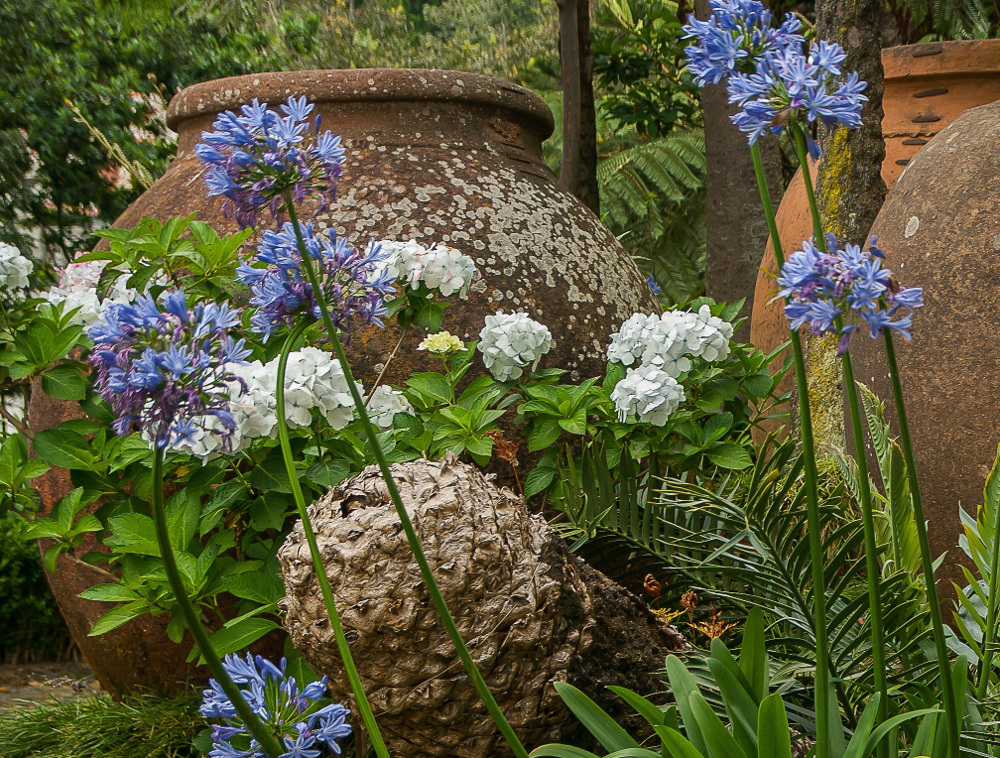 Agapanthus, Iris og øvrige Løg og knolde