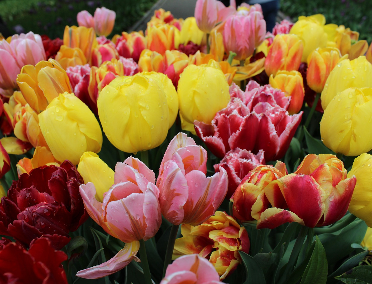 Blomsterl&oslash;g - For&aring;r (tulipaner, allium mv.)