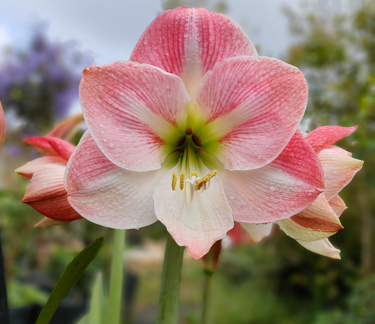 Amaryllis (Hippeastrum)