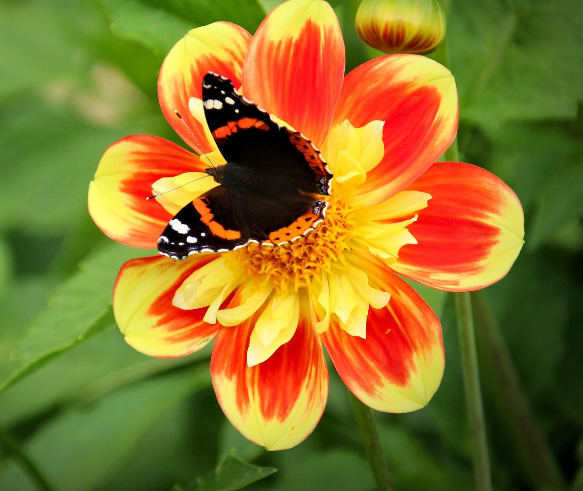 Sommer/efterårsblomstr.