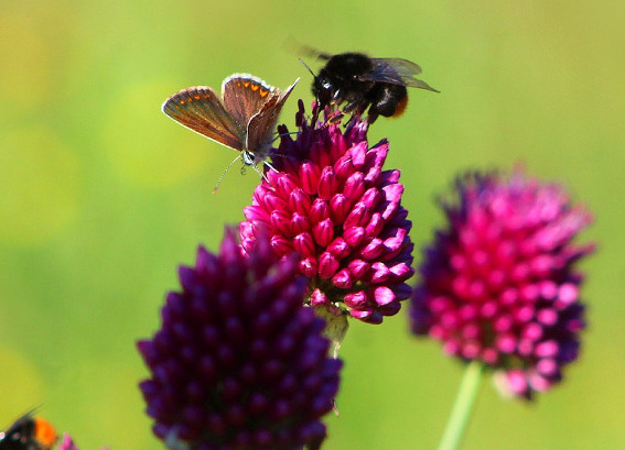 Blomster sæligt gode for Bier og andre insekter
