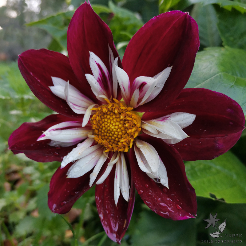 Enkel/Halskrave/Mignon