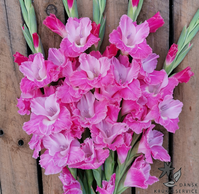 Gladiolus