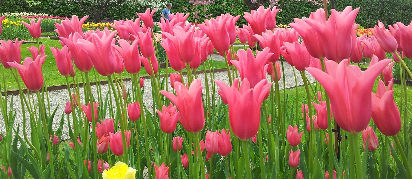 Tulipaner