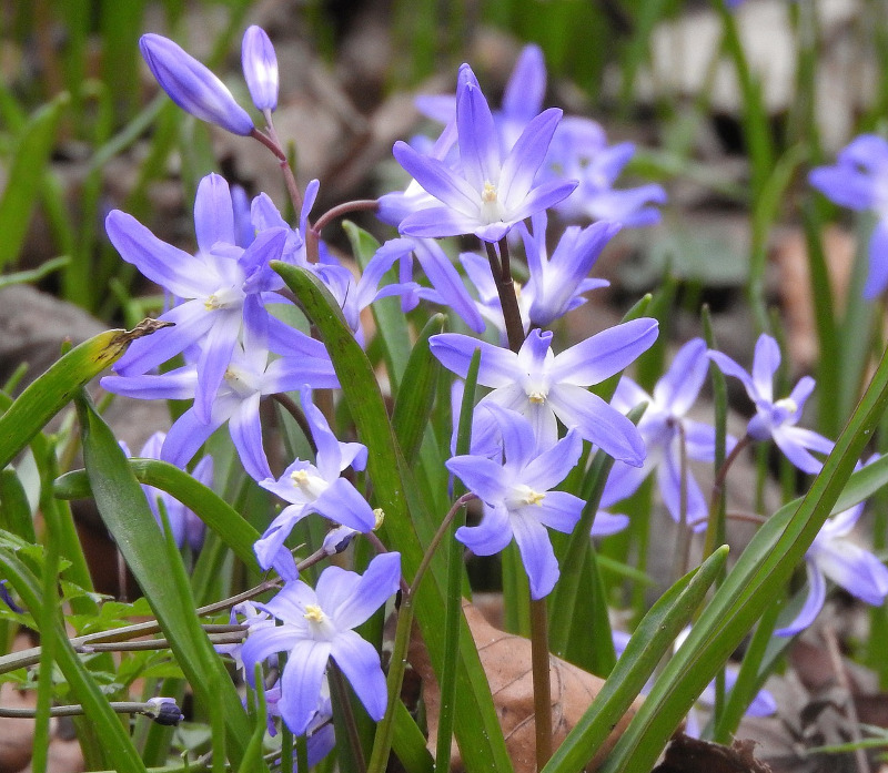 Øvrige blomsterløg