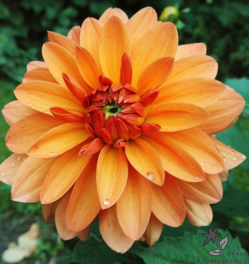 Gule/ Orange Georginer