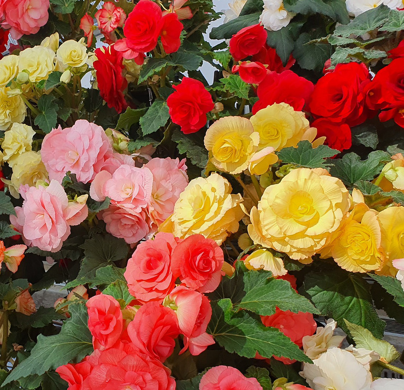 Begonia/ Knoldbegonier