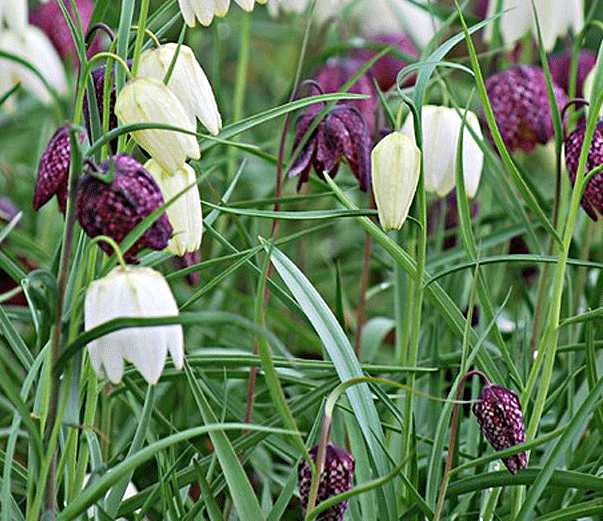 Vibeæg og Kejserkroner