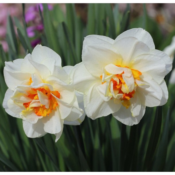 Blomsterl�g Oprydningspakke uden tulipaner