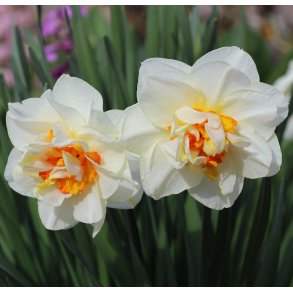 Dobbelt Pskelilje Abba