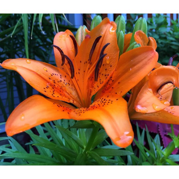 Lilium asiatica, Abbeville's Pride