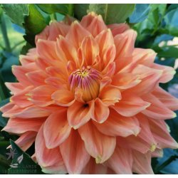 Dahlia Ace Summer Sunset