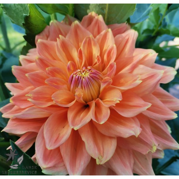 Dahlia Ace Summer Sunset