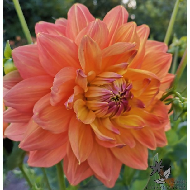 Dahlia Ace Summer Sunset