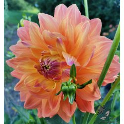 Dahlia Ace Summer Sunset