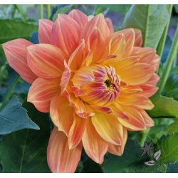 Dahlia Ace Summer Sunset