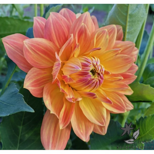 Dahlia Ace Summer Sunset
