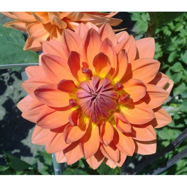 Dahlia Ace Summer Sunset