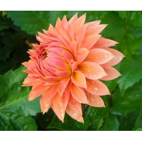Dahlia Ace Summer Sunset