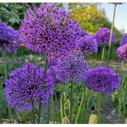 Allium Aflatunense