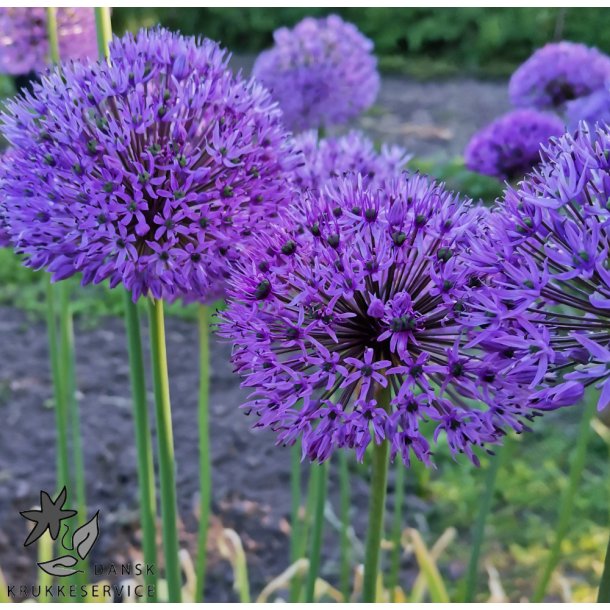 Blomsterl�g Oprydningspakke uden tulipaner