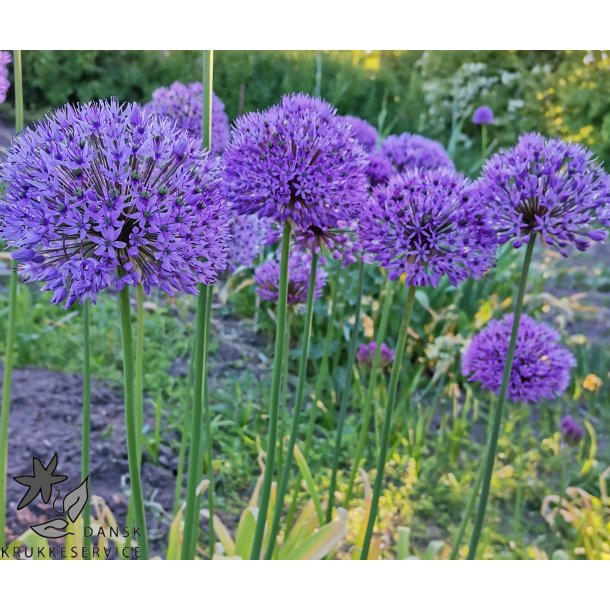 Allium Aflatunense