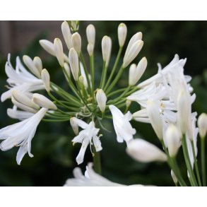 Agapanthus Polar Ice