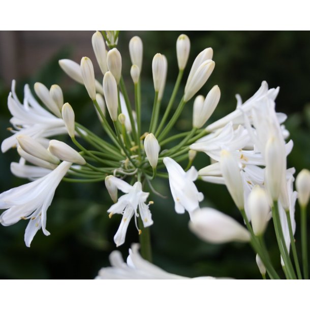 Agapanthus Polar Ice