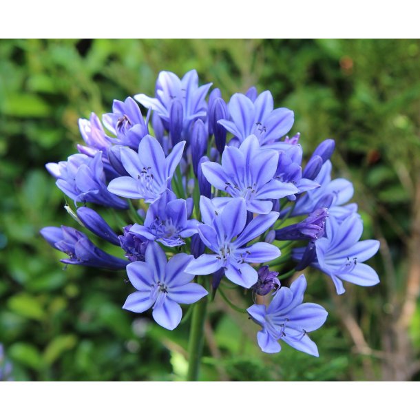 Agapanthus Sunfield