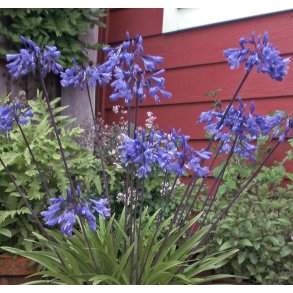 Agapanthus Intermedia