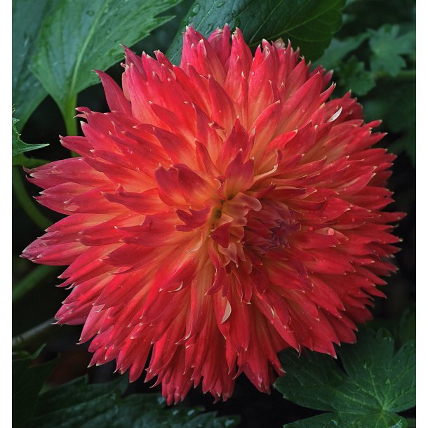 Dahlia Aiyana