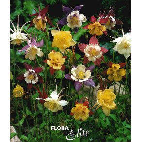 Akeleje Mckana Mix, 3 stk