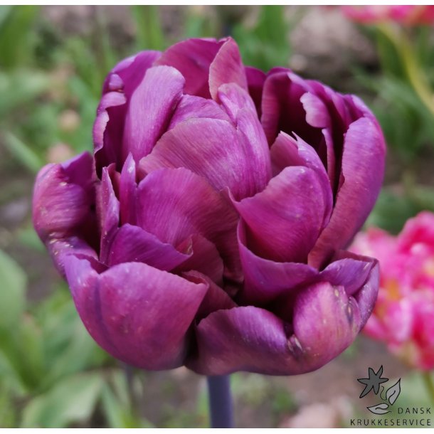 Tulipan Alison Bradley
