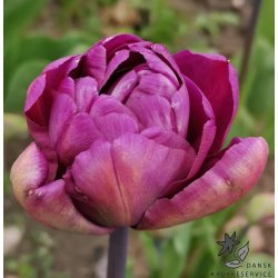 Tulipan Alison Bradley