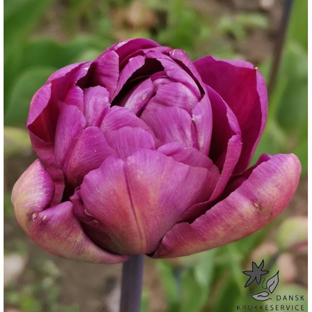 Tulipan Alison Bradley
